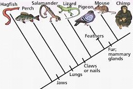 How To Make A Cladogram Biology Lessons Science Biology Science