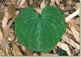 Image result for Nervilia