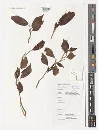 Image result for Erythrococca trichogyne