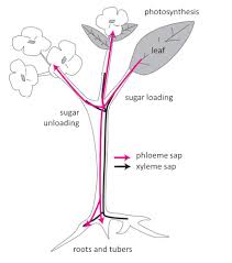 Sunlight provides the energy needed for photosynthesis. The Path Of Carbon In Photosynthesis Encyclopedia Of The Environment