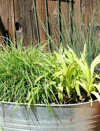 For cool season grasses, cut them back in early spring. Planting Ornamental Grass In Containers Cozy Little House