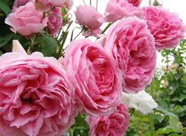 姫野ばら園八ヶ岳農場