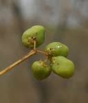 Image result for Pleurostylia capensis