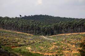 Producing 17.73 million tonnes of palm oil and 2.13 tonnes of palm kernel oil. Malaysia Plans To Halt All Expansion Of Oil Palm Plantations Minister Says Se Asia News Top Stories The Straits Times