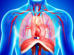 Brachial plexus, axillary artery, brachiocephalic vein, axillary region. Diaphragm Anatomy Function And Treatment