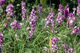 Image result for Polygala capillaris