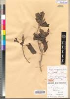 Image result for Grevea