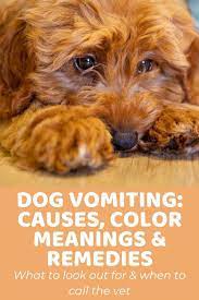 Check poison symptoms, diagnosis & treatments. Dog Vomiting Causes Color Meanings And Remedies Doodle Doods