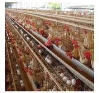 Petites cages à poules - Solutions avicoles durables et ...