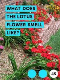 Learn What Does The Lotus Flower Smell Like How To Guides Tips And Tricks Knockout Roses Plants Plant Pests