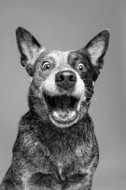 Black And White Cattle Dog Breeds Australian Shepherd Smart Working Dog Blue Heeler Dogs Austrailian Cattle Dog Aussie Cattle Dog