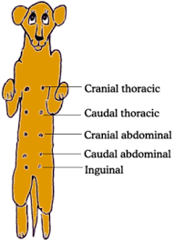 Library Vin Mammary Tumors In Dogs Tumors On Dogs