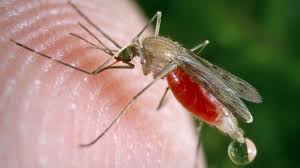 Free for commercial use no attribution required high quality images. Gm Fungus Rapidly Kills 99 Of Malaria Mosquitoes Study Suggests Bbc News