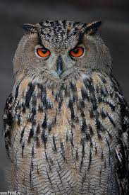 1,80 m position tymoteusz puchacz (born 23th january 1999) is a polish footballer who plays as a left back/left. Puchacz Sowa Puchacz Zdjecie Puchacza Owl Pictures Owl Horned Owl