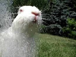 New users enjoy 60% off. Bunny Taking Shower Youtube