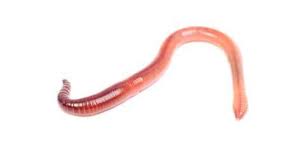 Cacing yang menyerang manusia setidaknya ada empat macam antara lain cacing kremi, cacing gelang, cacing pita, dan cacing tambang. Di Tubuh Lelaki Ini Ada Cacing Pita 6 Meter