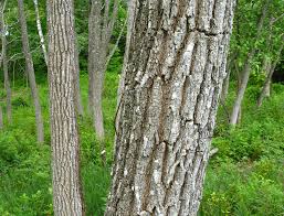 Image result for Robinia pseudo-acacia