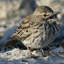 Image result for Centropodia glauca