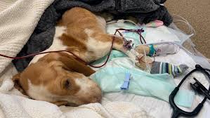 Compare your options and call now. Fort Wayne Shelter Asks Residents To Stop Calling About Skinny Dog Wane 15