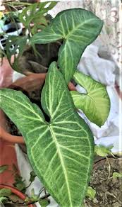9 this survey was conducted only along sugut prai river, a tributary off sugut river within a short period of time. No Problem Keeping Or Selling Alocasia Plant Holiday Sabah Com