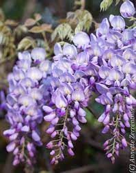 Wisteria Sinensis Australian Bush Flower Essence Recherche Google Flores