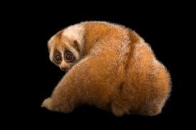 Meet The 10 Species Zsl Edge Of Existence And National Geographic Are Working To Protect In Asia Edge Of Existence