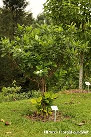 Image result for Tabernaemontana pachysiphon