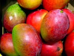 Gambar buah buahan tempatan untuk diwarna. Flora Fauna Gambar Buah Mangga Lokal Buah Mangga Taman Buah