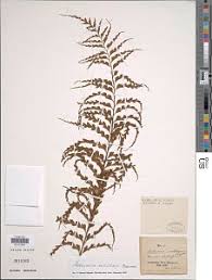 Image result for Asplenium angolense