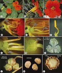Nasturtium An Overview Sciencedirect Topics