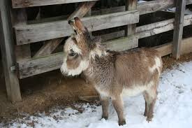 Miniature Donkey Cute Donkey Miniature Donkey Animals Beautiful