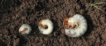 Lawn grubs can be present in your lawn but cause absolutely no problems. White Grub Management On Lawns University Of Maryland Extension