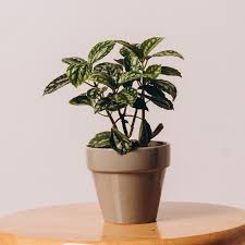 Image result for Pilea cadierei