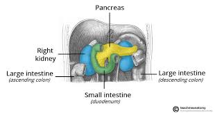 Image result for pancreas location