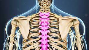 The traps) the latissimus dorsi (a.k.a. Thoracic Spine Anatomy And Upper Back Pain