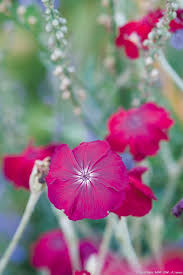 des plantes faciles qui resistent au manque d eau plante jardin sec fleurs qui poussent a l ombre