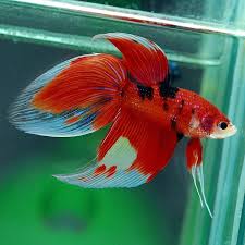 Pin On Fish I Wish I Could Have