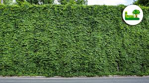 Efeu Hecke Infos Bilder Meinung Bestellen Uvm Garten Leber Blog Hecke Pflanzen Pflanzen Efeuhecke