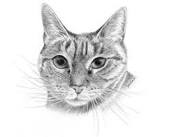 My flamingo took my 42 hours to complete, the lynx took 32 hours to complete and my whitetail buck took 63 hours to one of the best owl drawings i have seen yet. Tips For Drawing Realistic Pet Portraits