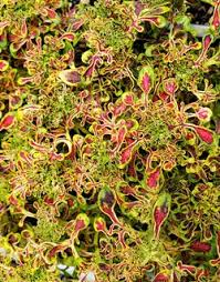 Their burgundy sun looks more like burgundy columns, both of which i have. Page 2 Red Foliage Red Stems Red Markings Red Plants Almost Eden