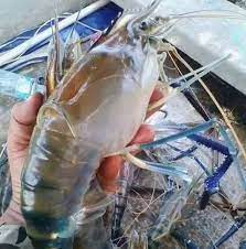 Dengan banyaknya penggemar udang galah serta cara daya tahan udang galah yang kuat, banyak sekali orang mencoba berbisnis udang galah. Bagaimanakah Cara Memulakan Projek Menternak Udang Galah