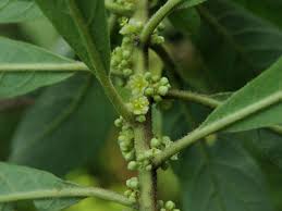 Image result for Clutia paxii