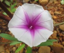 Image result for Ipomoea tenuipes