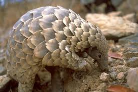 Pangolin scales are made of keratin, the same material that makes up fingernails, hair, and horn. Pangolin Scales Worth Hk 17m Found Hidden In Shipments From Africa South China Morning Post