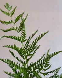 Image result for Pteris dentata