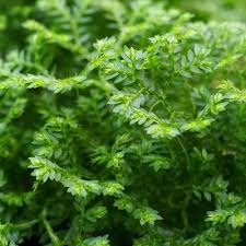 Image result for Selaginella njamnjamensis
