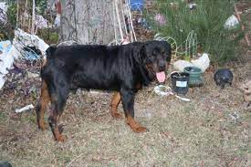 Nba young boy street gear. Huge German Rottweiler Puppies 1 Male For Sale In San Antonio Texas Classified Americanlisted Com