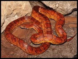 Black And Orange Snake Florida Poisonous Phillip S Natural World Florida S Non Poisonous Snakes Poisonous Snakes Corn Snake Rat Snake