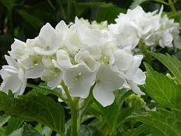 Image result for Hydrangea macrophylla bela obrázek