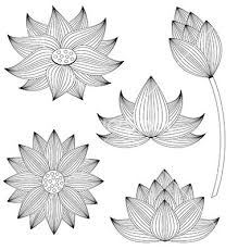 Lotus Flower Set On White Background Vector Image On Vectorstock Lotus Flower Art Lotus Art Flower Drawing